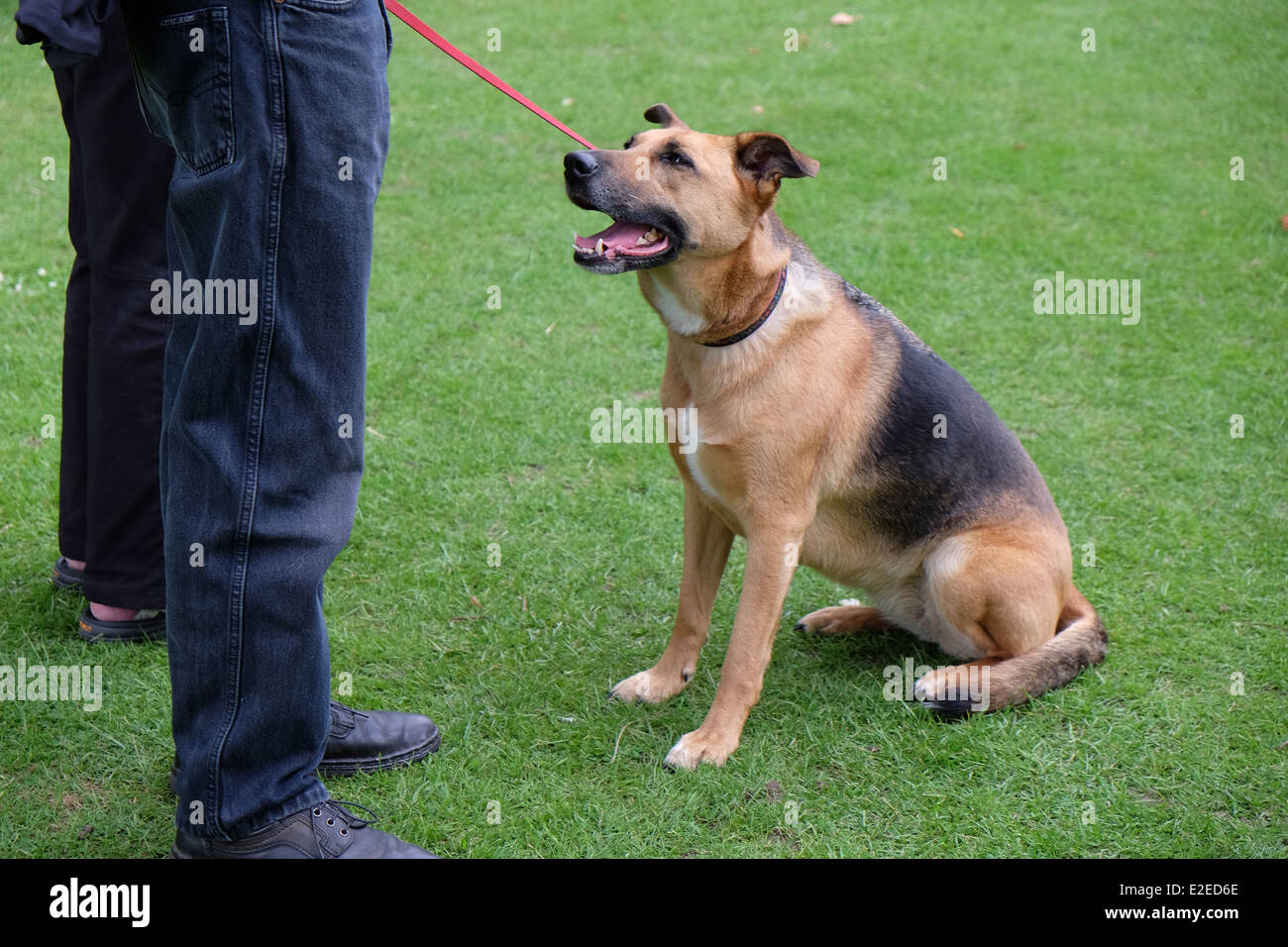 Un cane obbediente in attesa del suo proprietario. Foto Stock