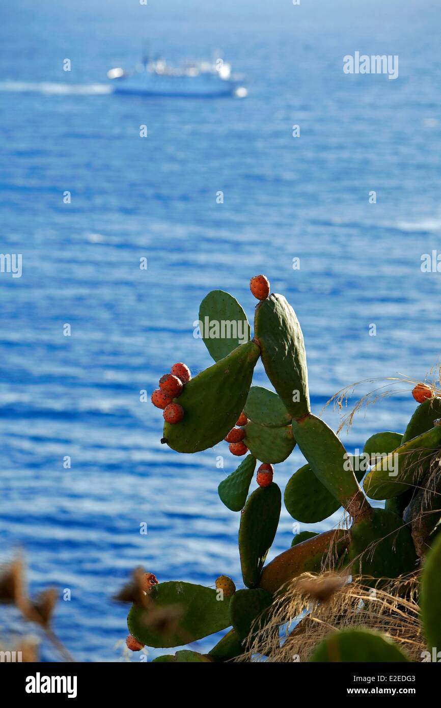 Francia, Corse du Sud, Bonifacio, fichidindia a seconda traghetto tra Bonifacio e la Sardegna Foto Stock