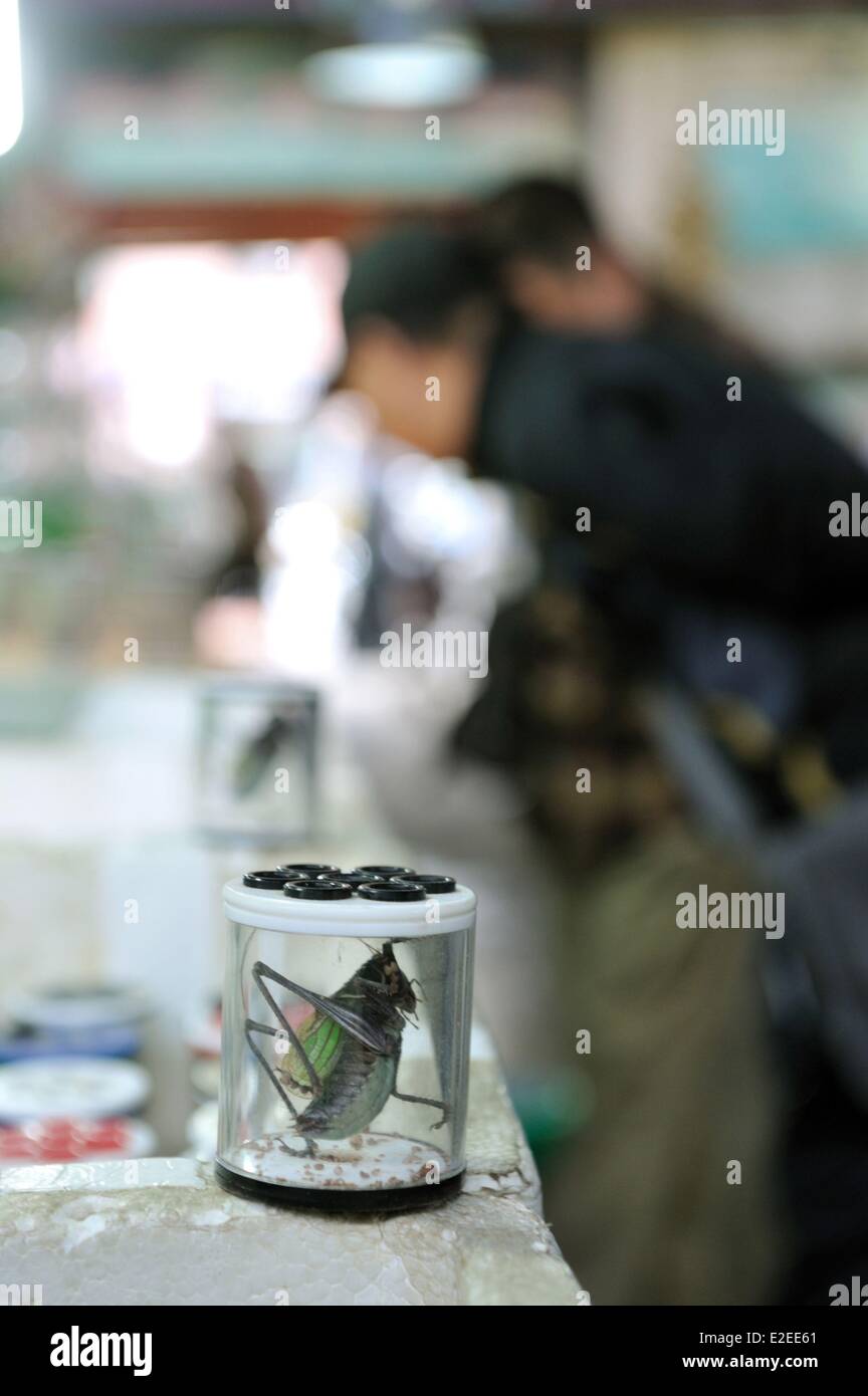 Cina, Shanghai, Xizang Nanlu bird e il mercato degli animali e insetti mercato, live locuste Foto Stock