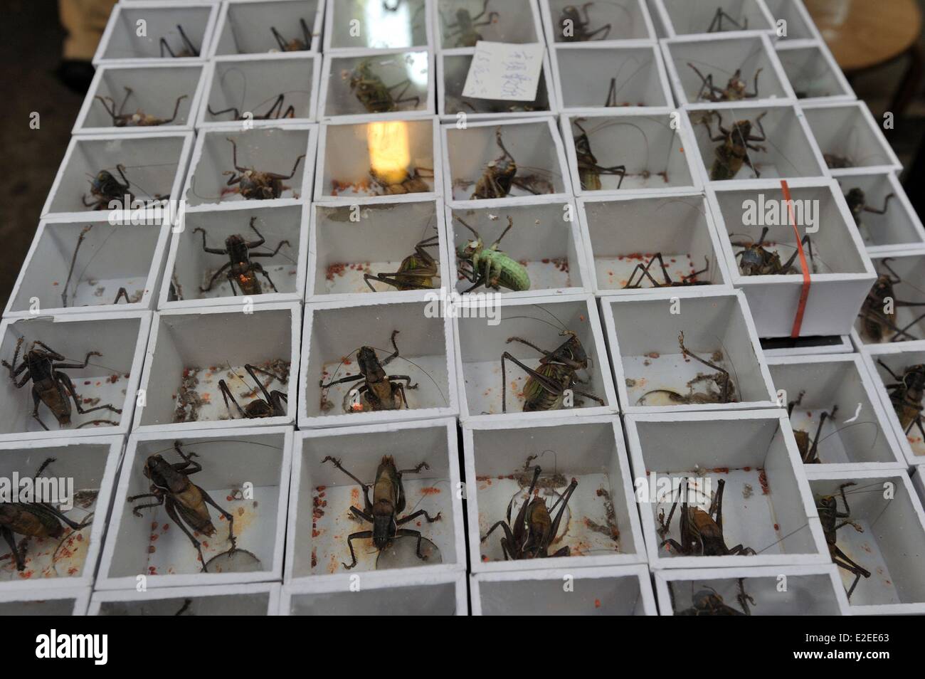 Cina, Shanghai, Xizang Nanlu bird e il mercato degli animali e insetti mercato, live locuste Foto Stock