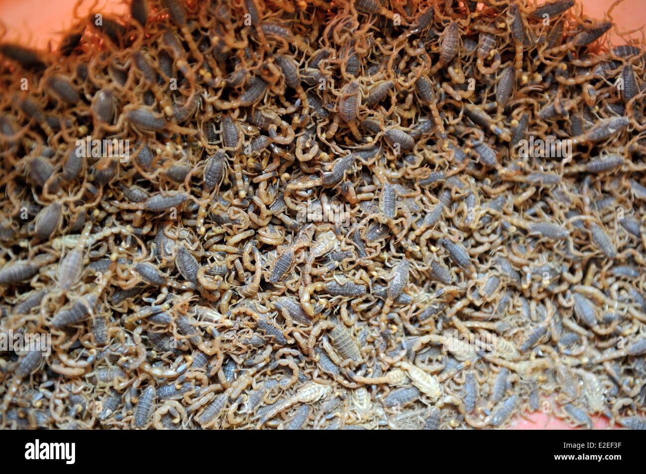 La Cina, nella provincia di Guangdong, Guangzhou, mercato Qingping, piccolo scorpion Foto Stock