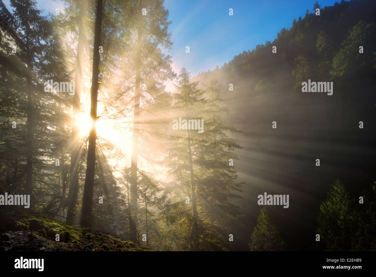 Raggi di sole attraverso la nebbia. Eagle creek, Oregon Foto Stock