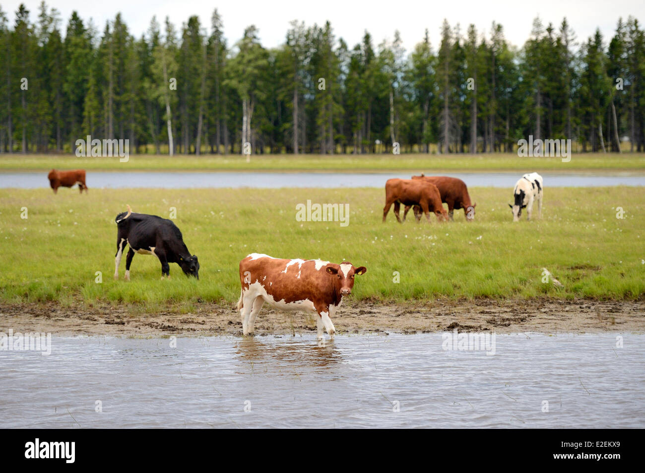 La Svezia Vasterbotten County, Umea, capitale europea della cultura 2014, mucca mandria lungo il fiume Ume (UmeΣlven) Foto Stock