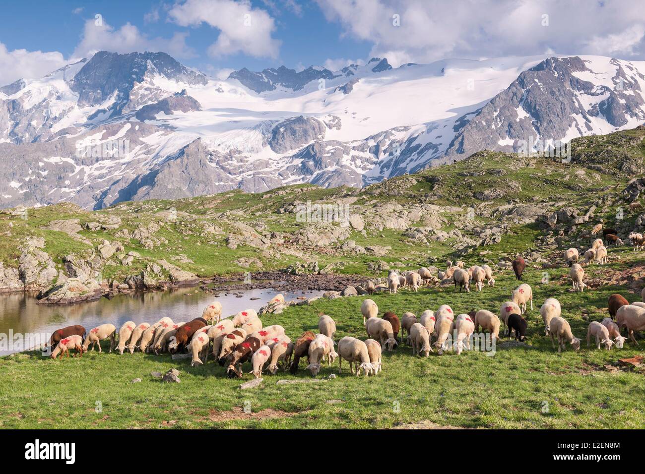 Francia, Hautes-Alpes, Oisans massiccio, allevamento di pecore sul plateau d'Emparis davanti a La Meije nel massiccio degli Ecrins Foto Stock