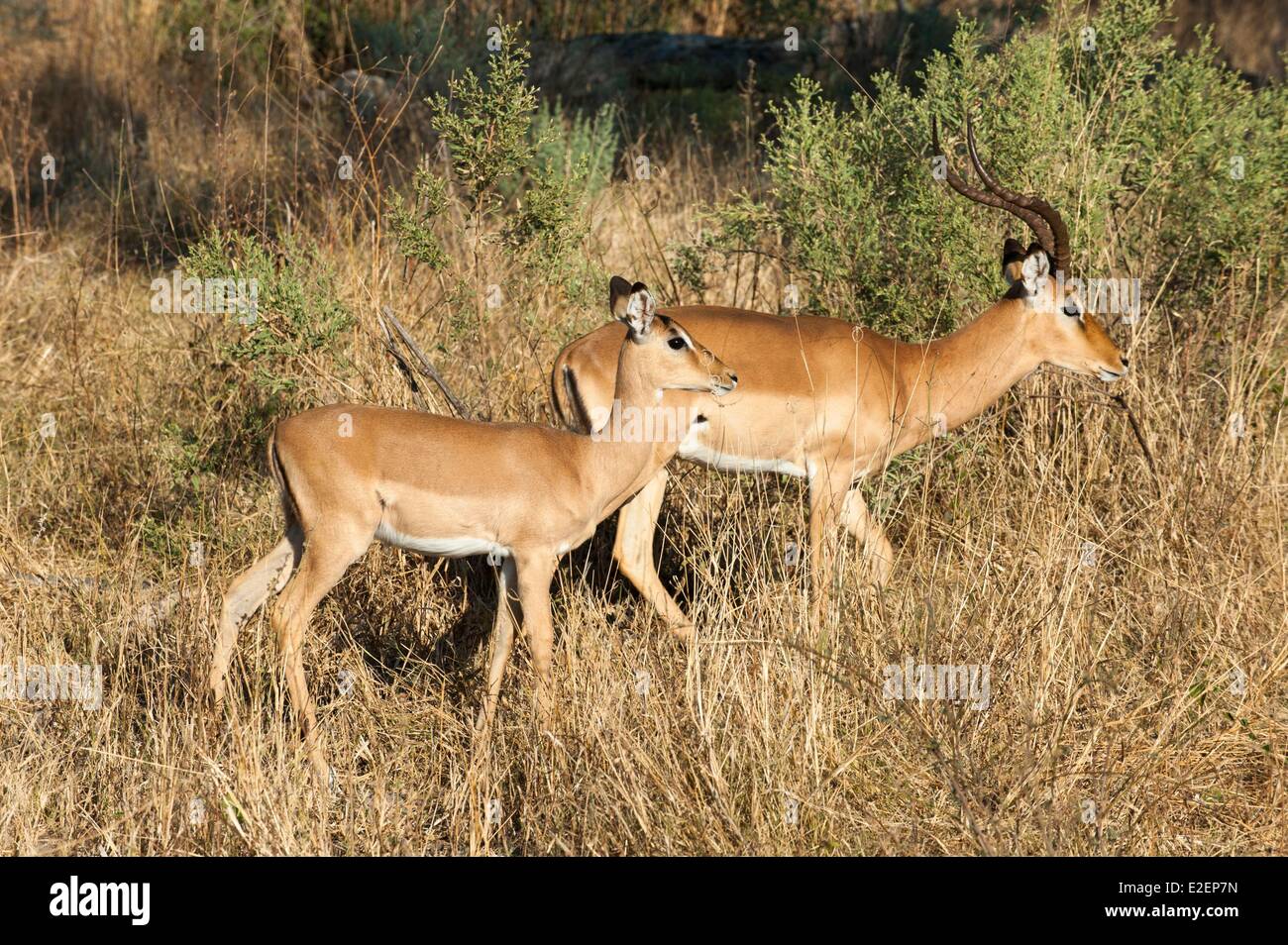 Il Botswana, Okavango Delta, Moremi Game Reserve, Chief Isola, Impala (Aepyceros melampus) Foto Stock