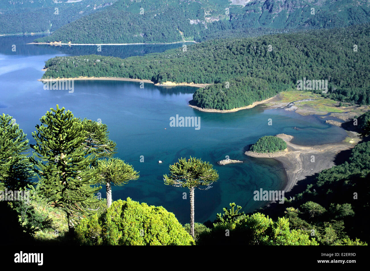 Il Cile Los Lagos regione provincia Araucania Conguillio parco nazionale elencate come Riserva della Biosfera Conguillio lago e Araucaria Foto Stock