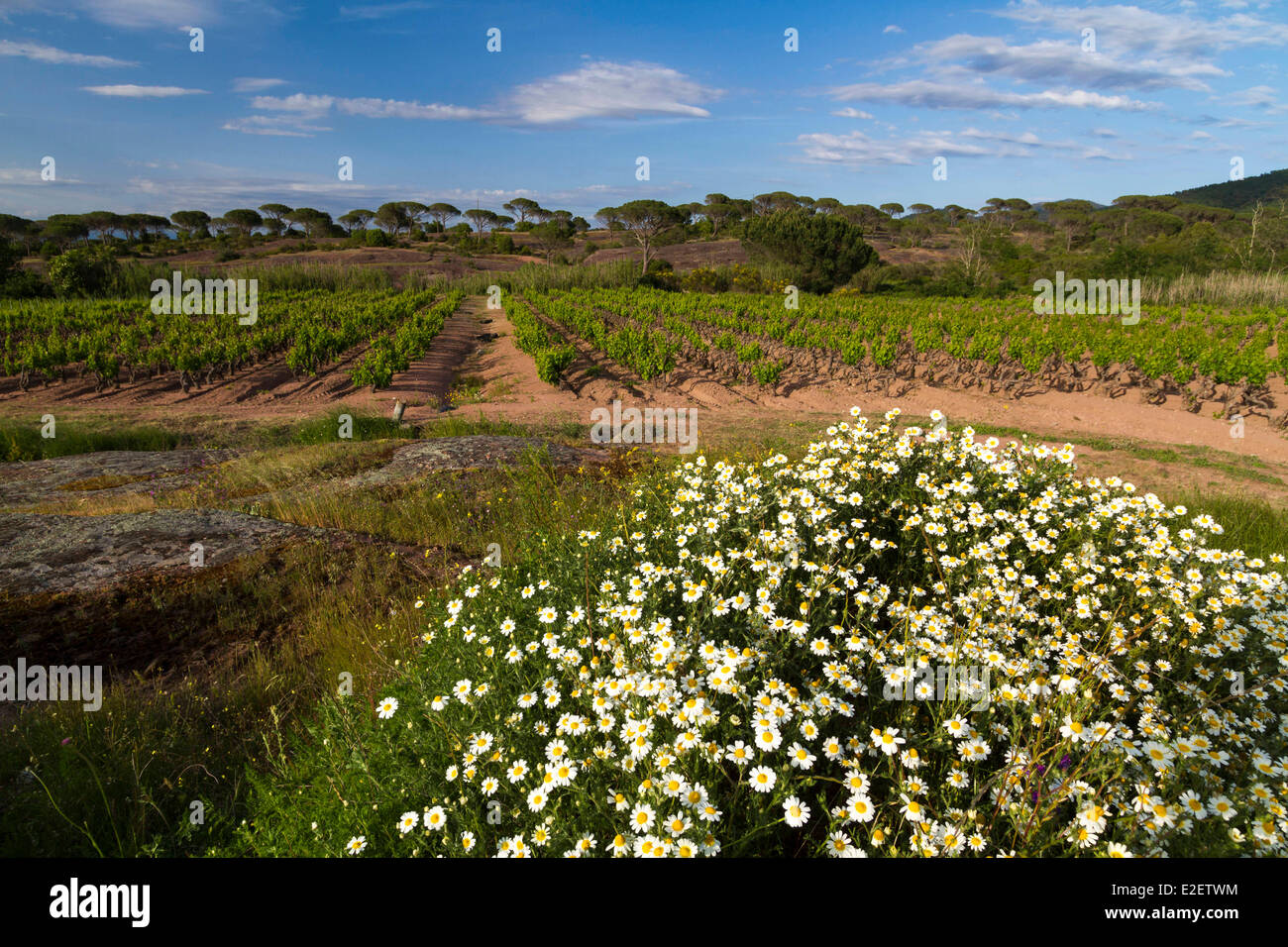 Francia, Var, Plaine des Maures Riserva Naturale Nazionale, Le Cannet des Maures, vigna ai piedi dei Maures Foto Stock