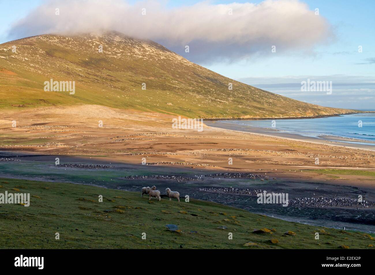 Isole Falkland, Saunders Island, il collo Foto Stock