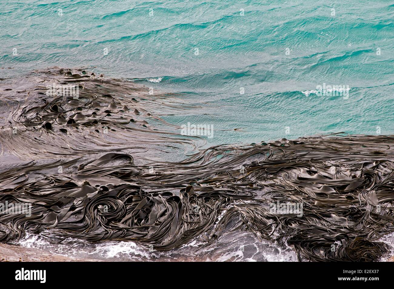 Isole Falkland, Saunders Island, Rockery, laminaria Foto Stock