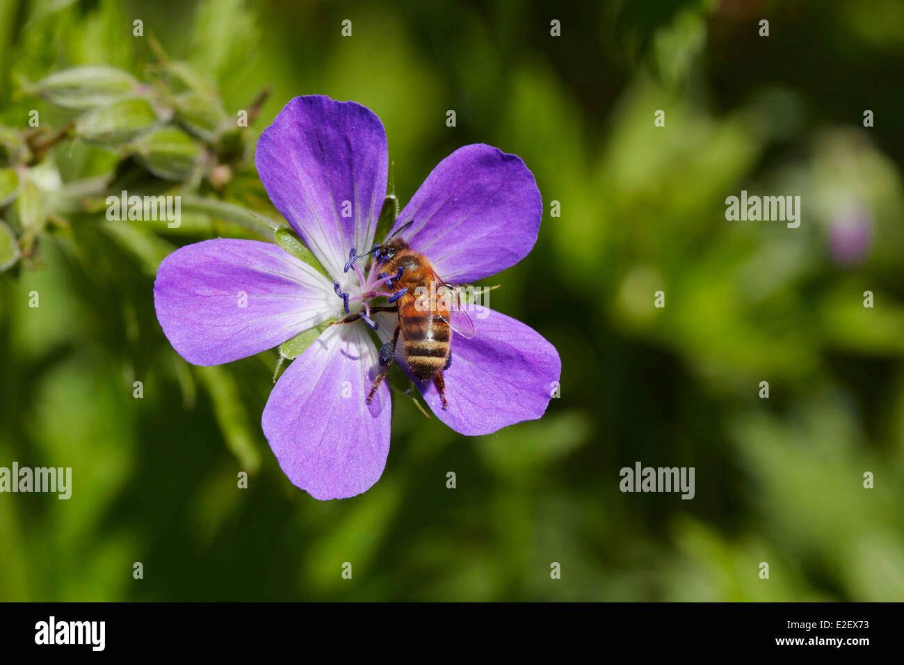 Francia, Haute Savoie, Chamonix, alpino (geranio phaeum argenteum), il massiccio del Monte Bianco Foto Stock