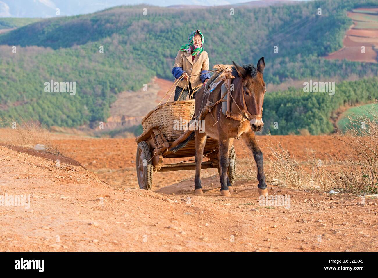 La Cina, nella provincia dello Yunnan, Guoditang, bellissimo giardino, donna con un asino e carrello Foto Stock