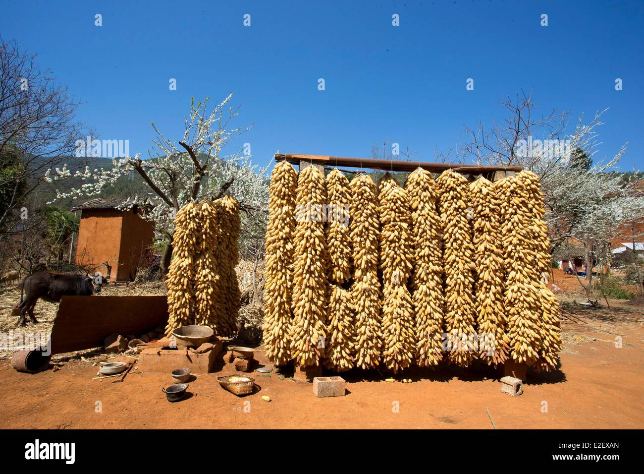 La Cina, nella provincia dello Yunnan, Niujie, mais essiccamento in un cortile Foto Stock
