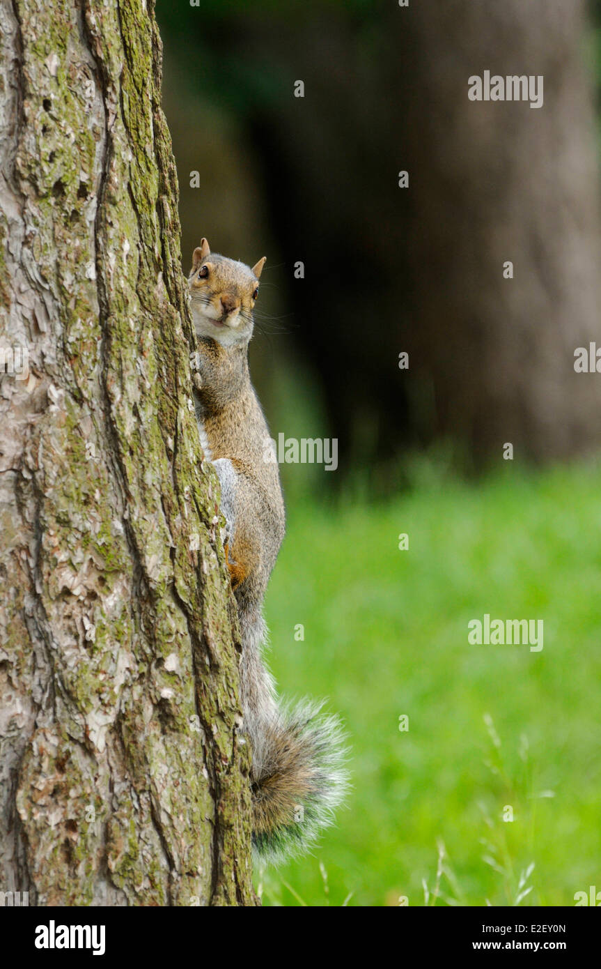 Stati Uniti, New York, Central Park, lo scoiattolo salendo su un tronco di albero Foto Stock