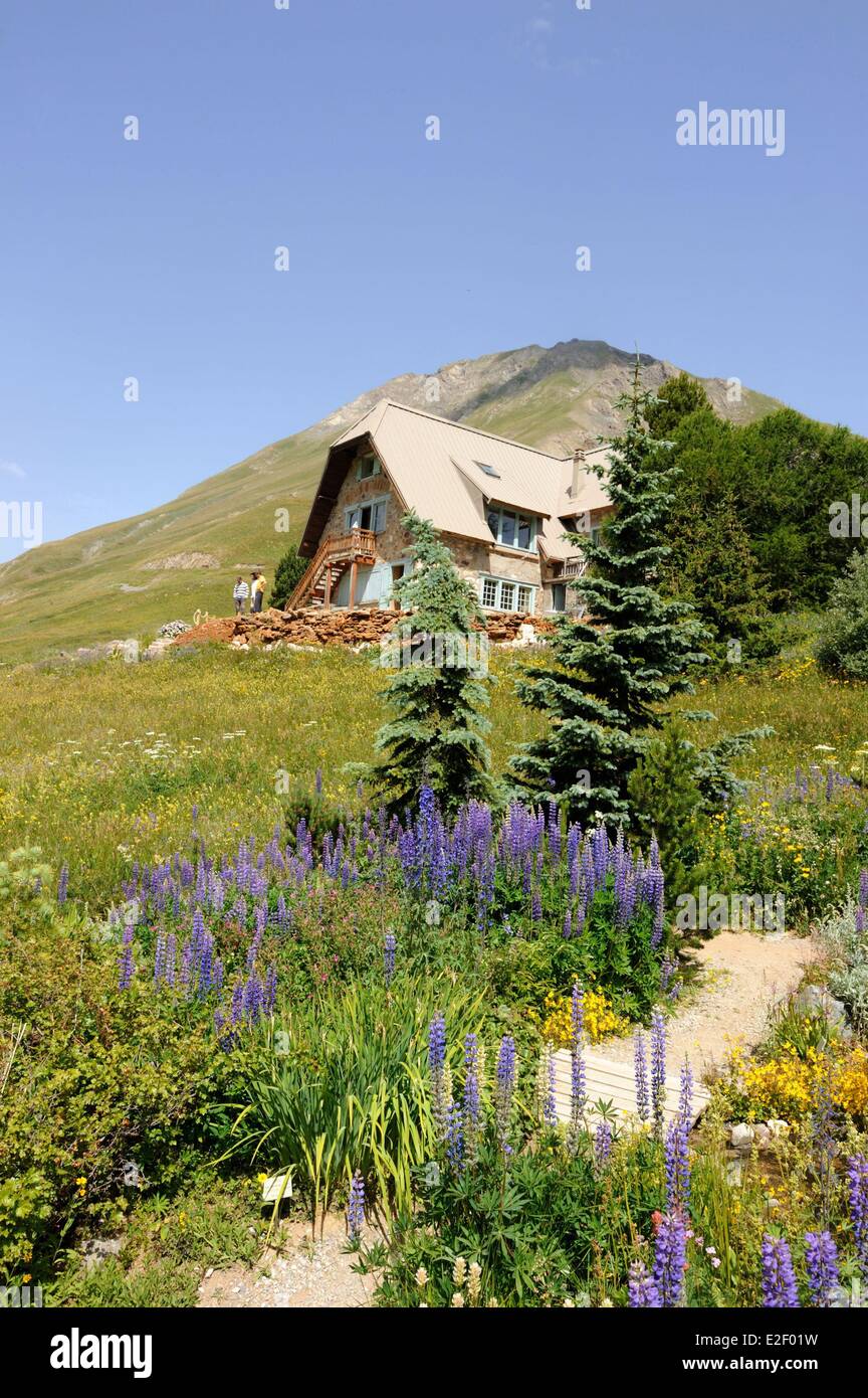 Francia, Hautes Alpes, il giardino alpino del Lautaret a 2057m Foto Stock