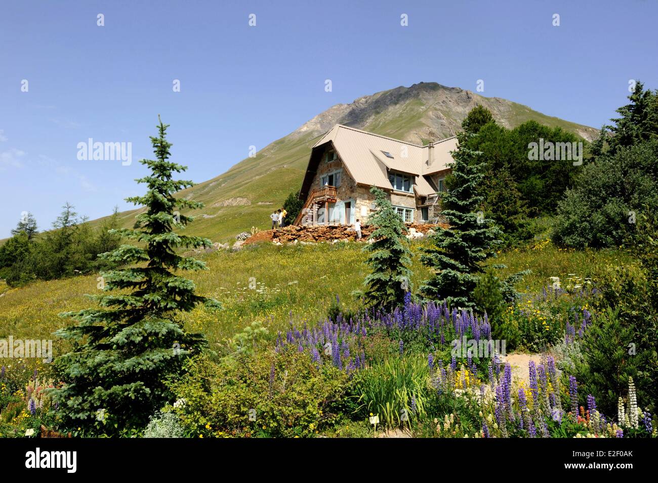 Francia, Hautes Alpes, il giardino alpino del Lautaret a 2057m Foto Stock