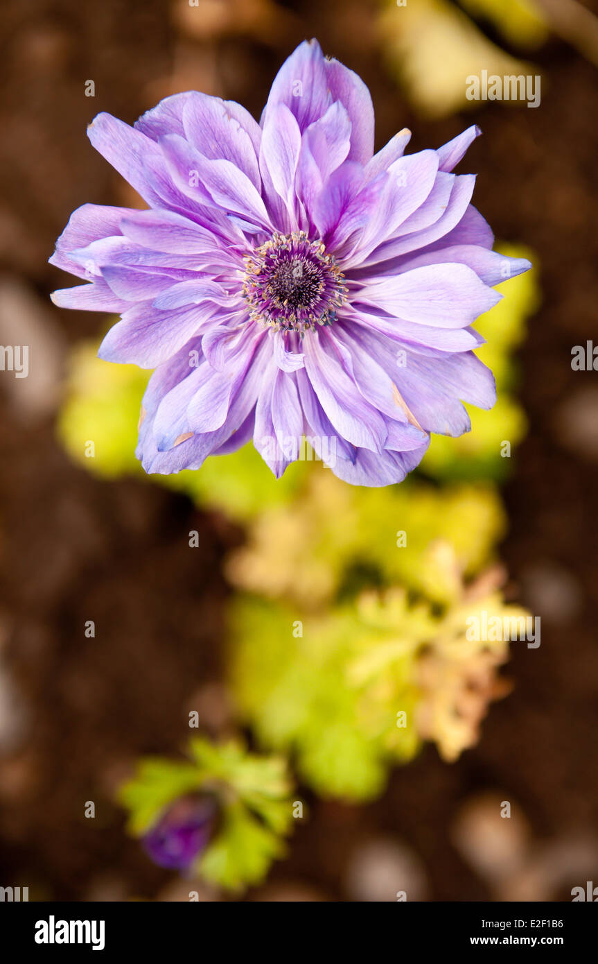 Anemone Mr.Fokker flower close up sullo sfondo Foto Stock