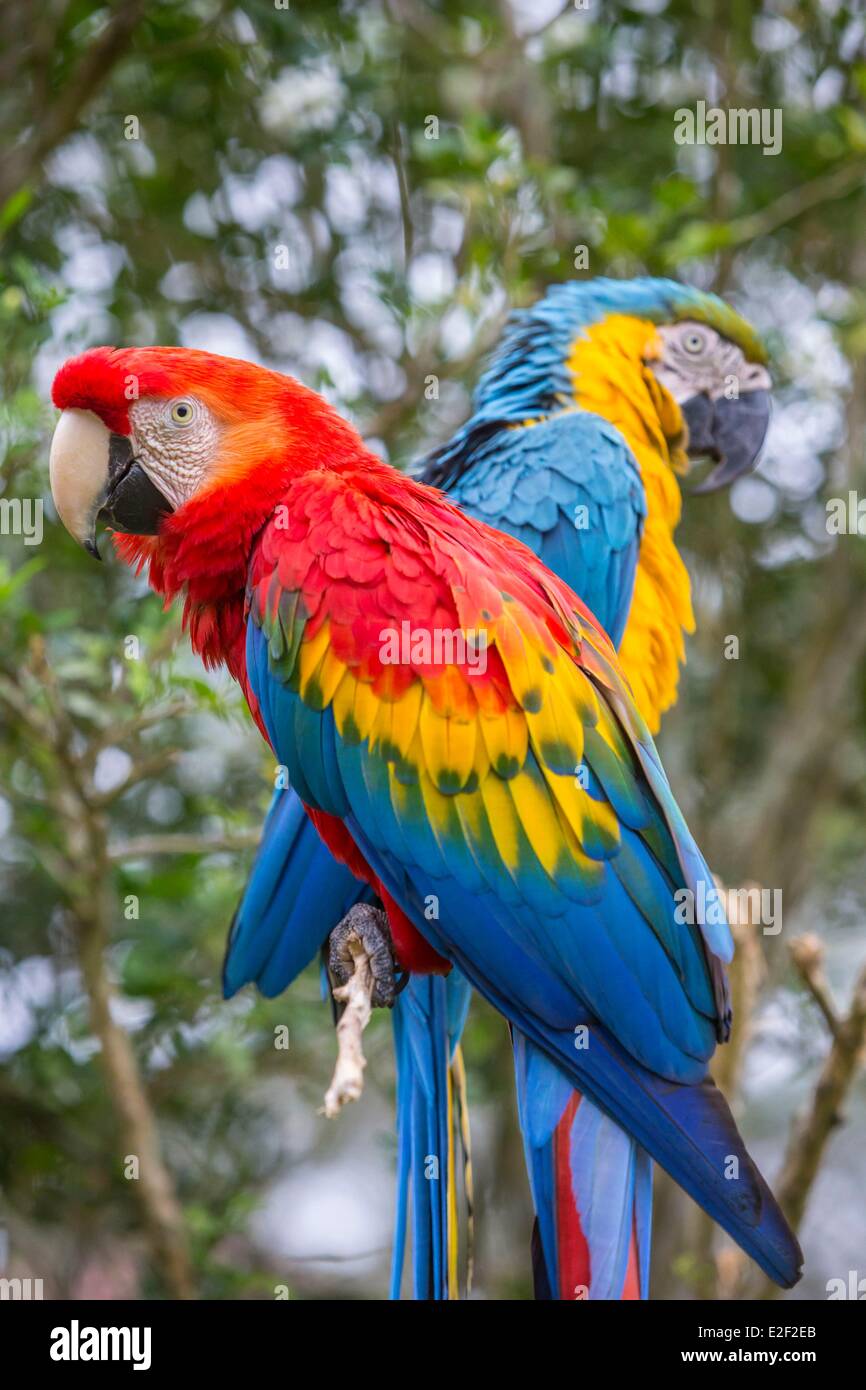 Il Perù, di Madre de Dios, Amazon, Puerto Maldonado, un macaw Foto Stock