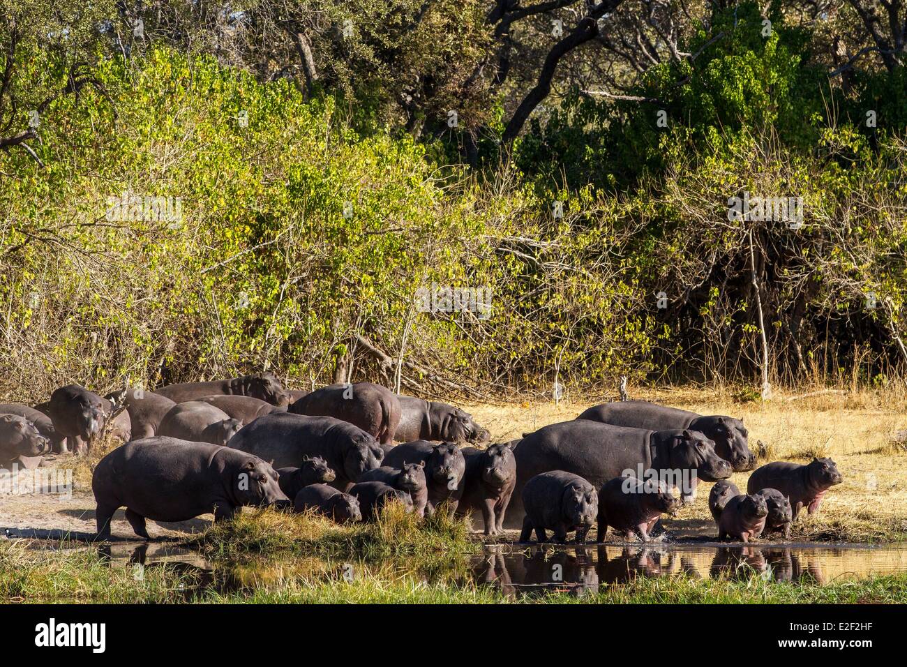Il Botswana, Moremi Game Reserve, Khwai River, Hippopotamus (Hippopotamus amphibius), gruppo Foto Stock