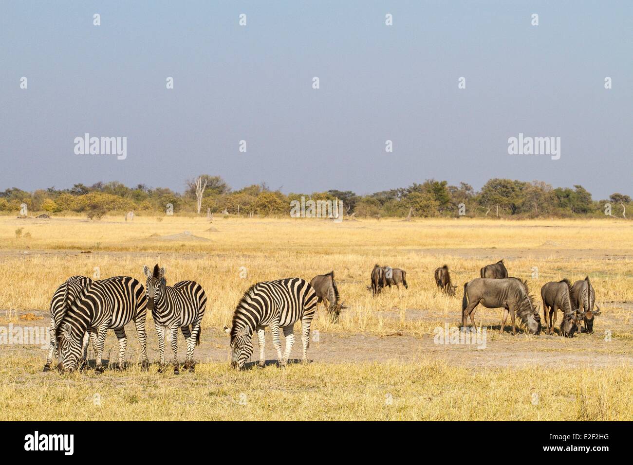 Il Botswana, Moremi Game Reserve, Burchell's zebra (Equus burchelli), allevamento Foto Stock