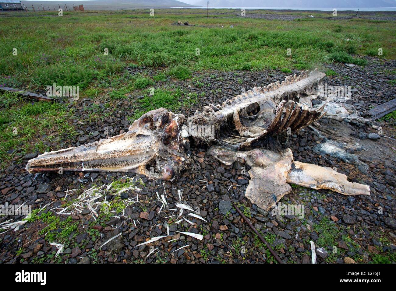 La Russia Chukotka Distretto autonomo del mare di Bering Preobrazheniya Bay nei pressi di capo Dezhnev (northeasternmost punto dell'Eurasia Foto Stock