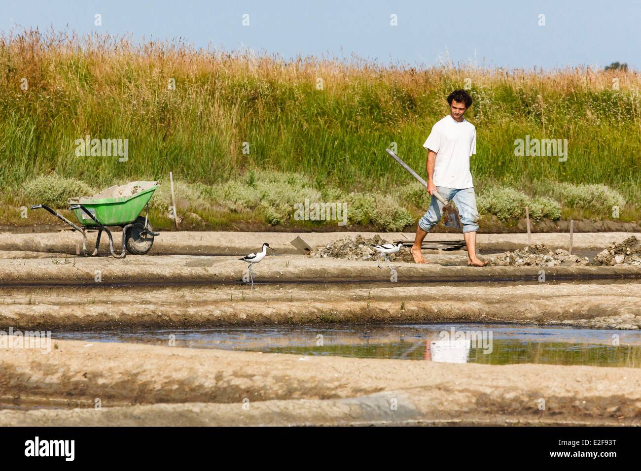 Francia, Vendee, L'Ile-d'Olonne, pied avocette in un saline Foto Stock