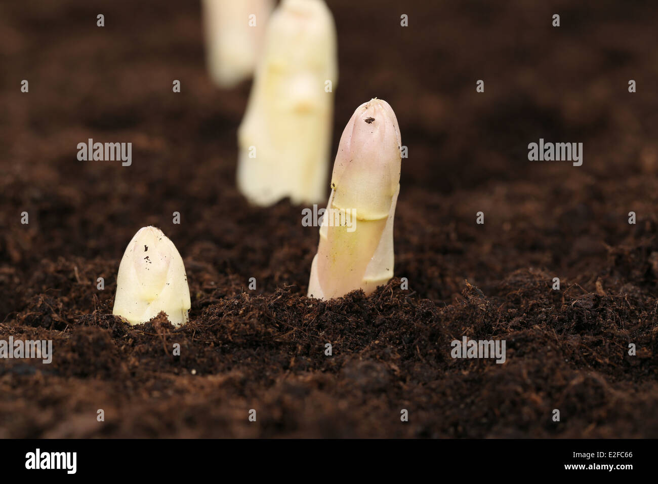 Asparagi freschi sui campi o in un orto in natura Foto Stock