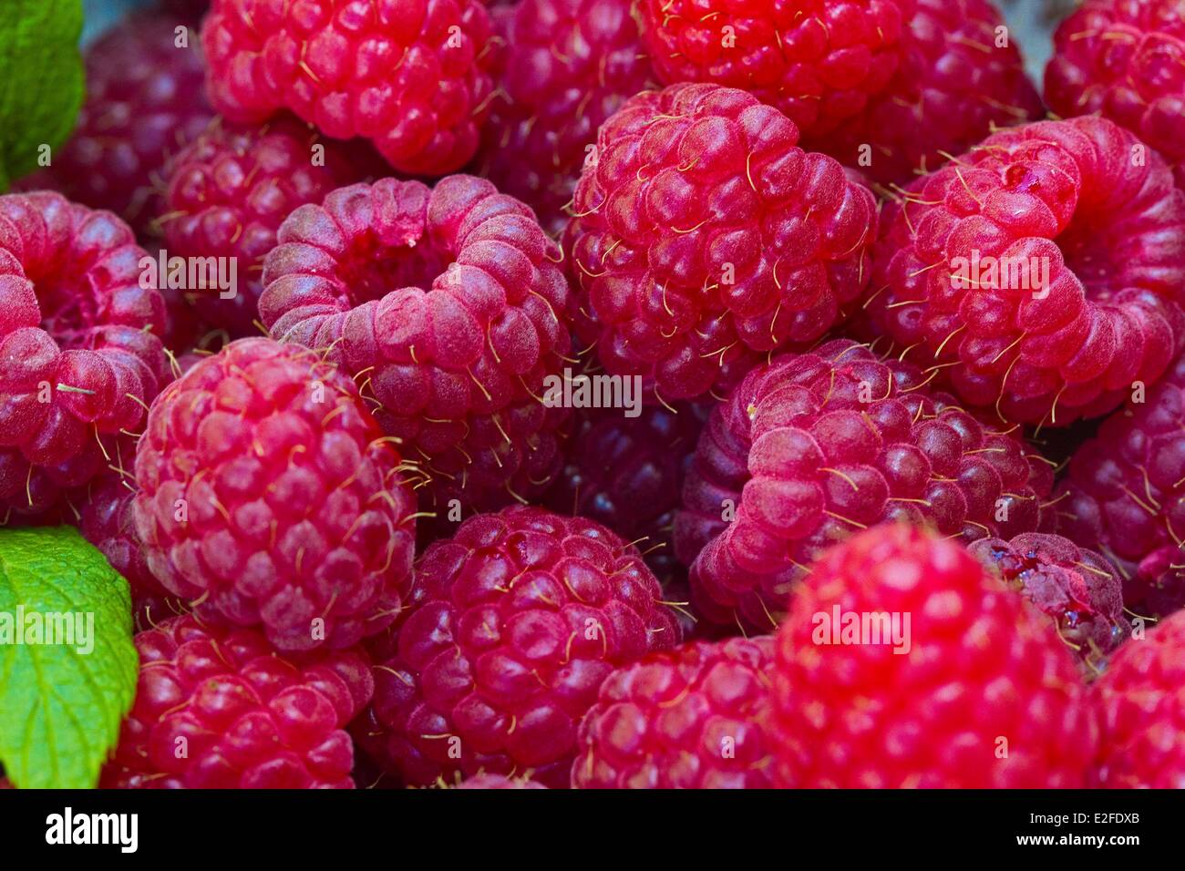 Francia, Isere, di lamponi Foto Stock