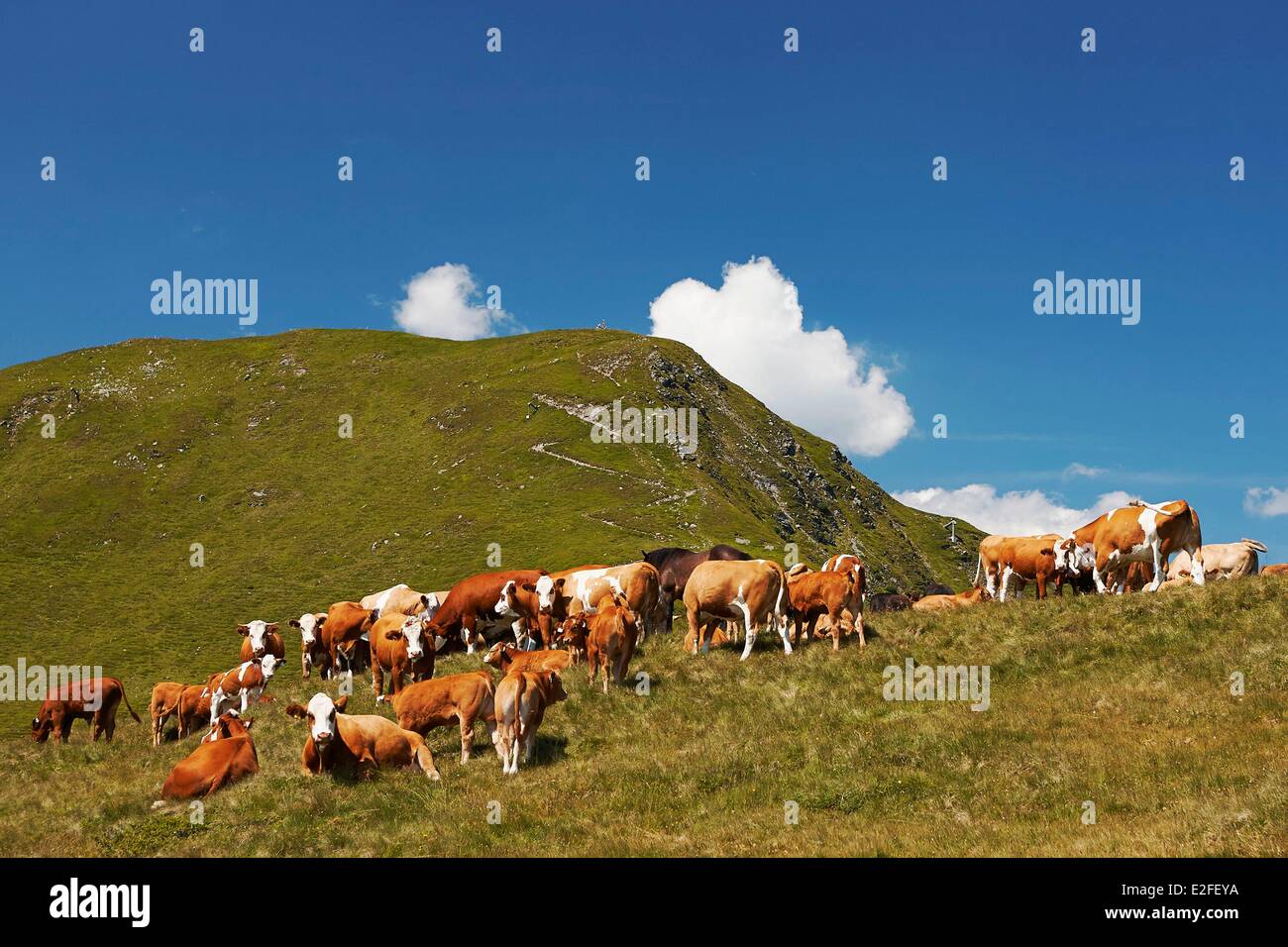 Austria, Land di Salisburgo, Kitzbuhel Alpi, Saalbach Hinterglemm, Saalbach Hinterglemm valle, mandria di mucche Foto Stock