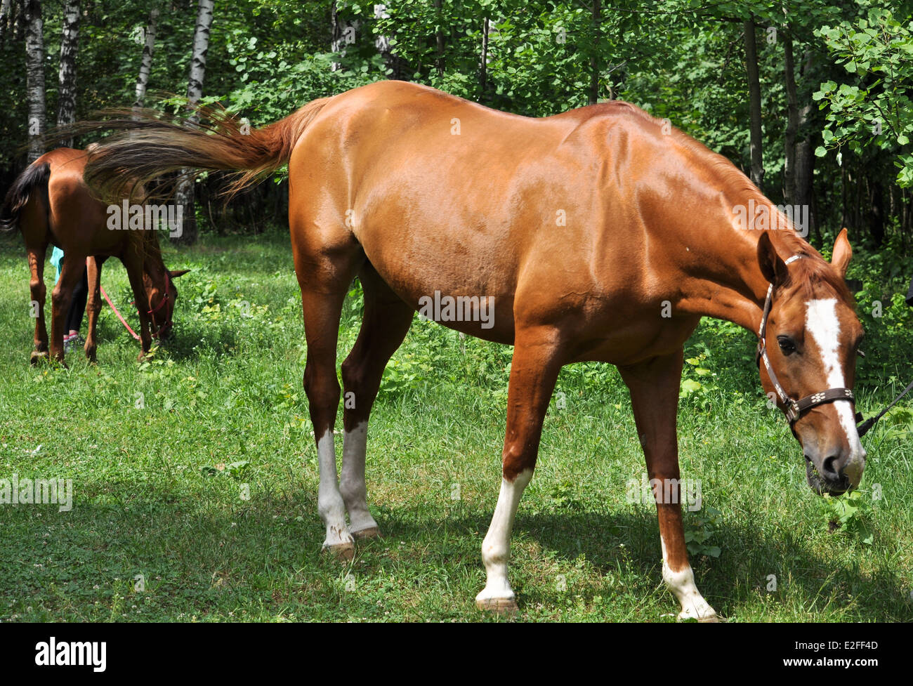 A inizio estate cavallo assaporerete fresca erba succosa. Il cavallo nel verde della foresta. Foto Stock