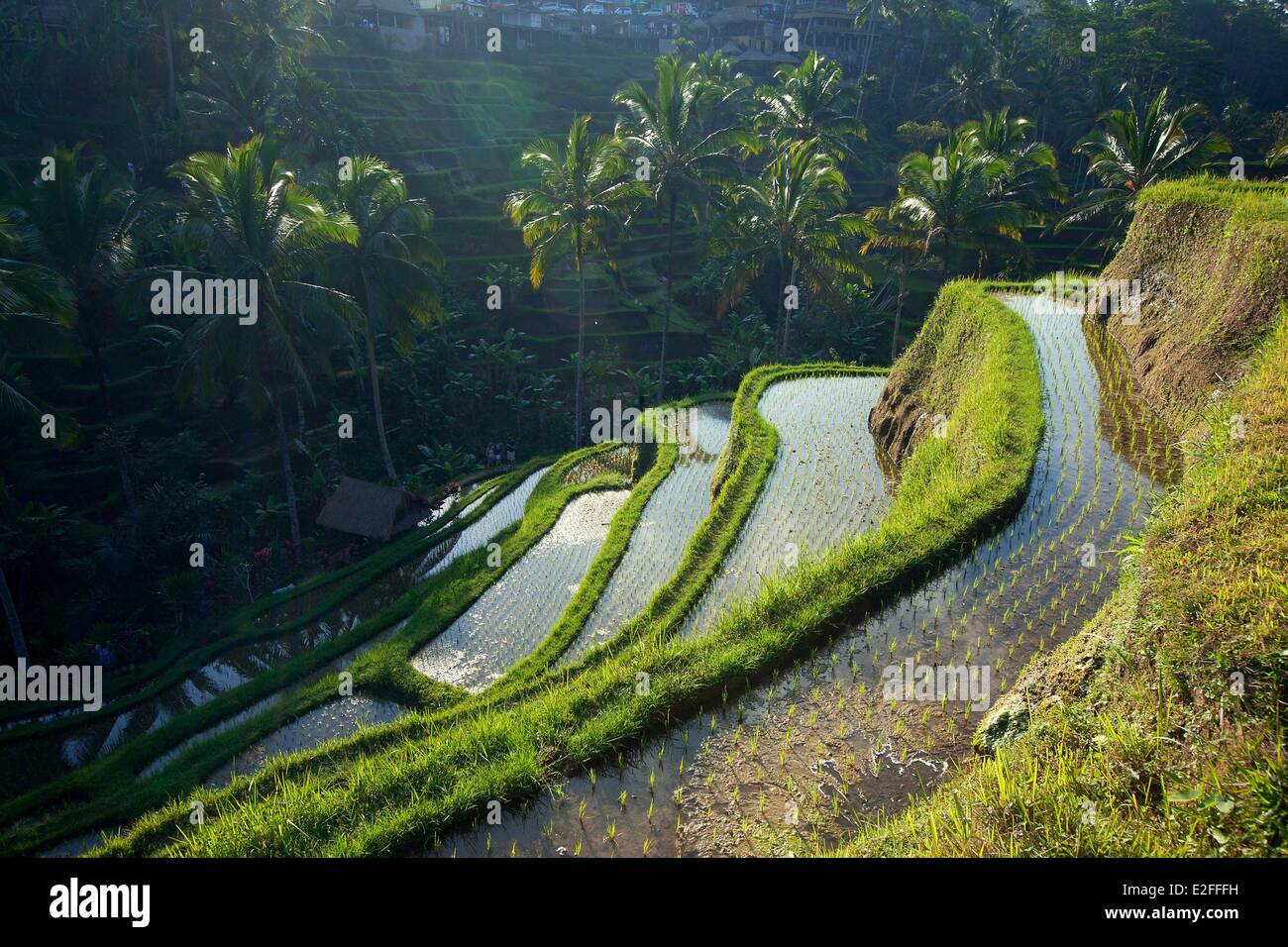 Indonesia, Bali, nei pressi di Ubud, Tegalalang, campo di riso Foto Stock