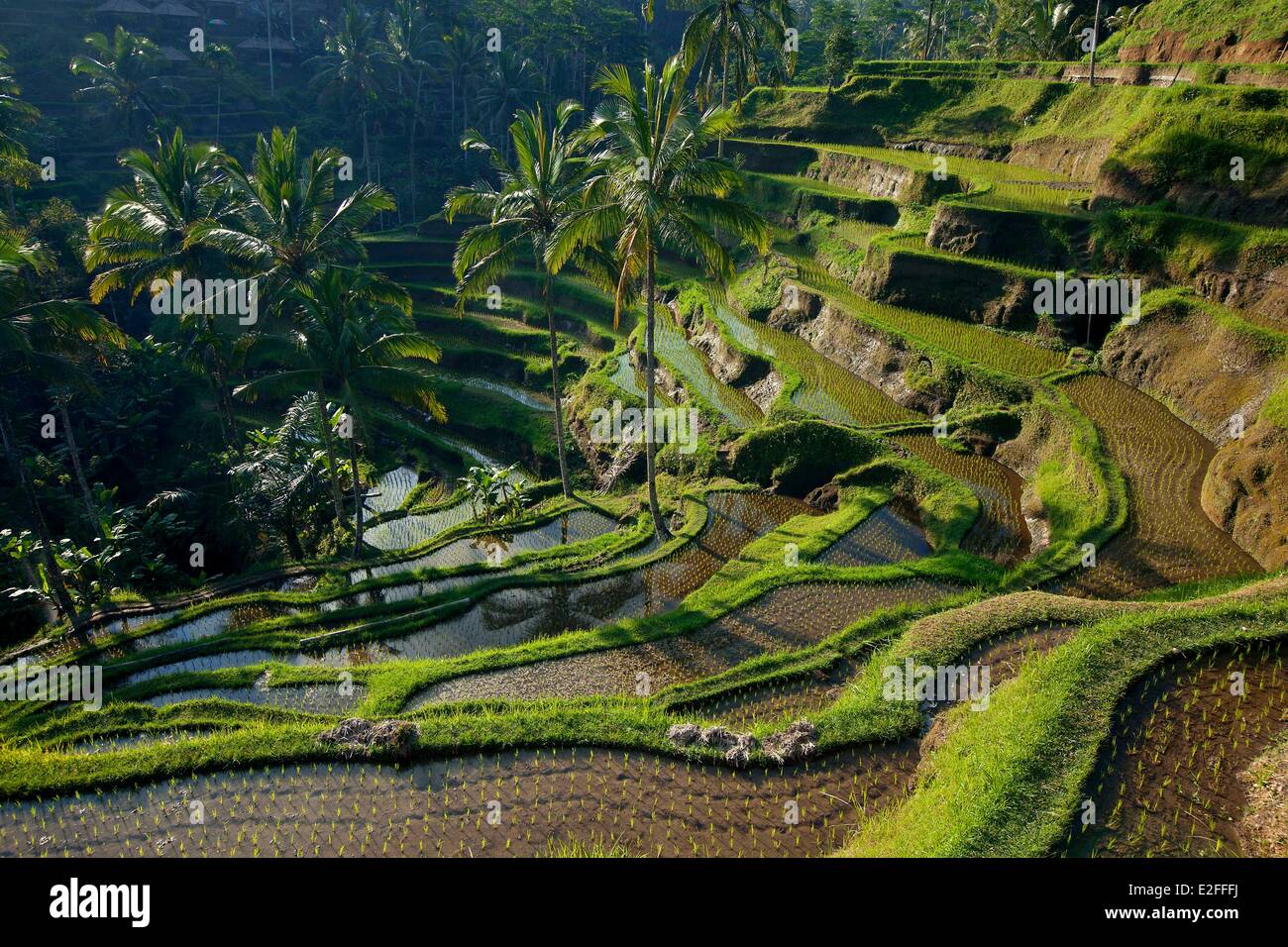 Indonesia, Bali, nei pressi di Ubud, Tegalalang, campo di riso Foto Stock