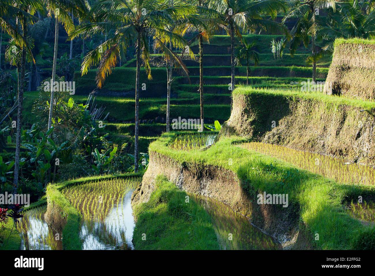 Indonesia, Bali, nei pressi di Ubud, Tegalalang, campo di riso Foto Stock