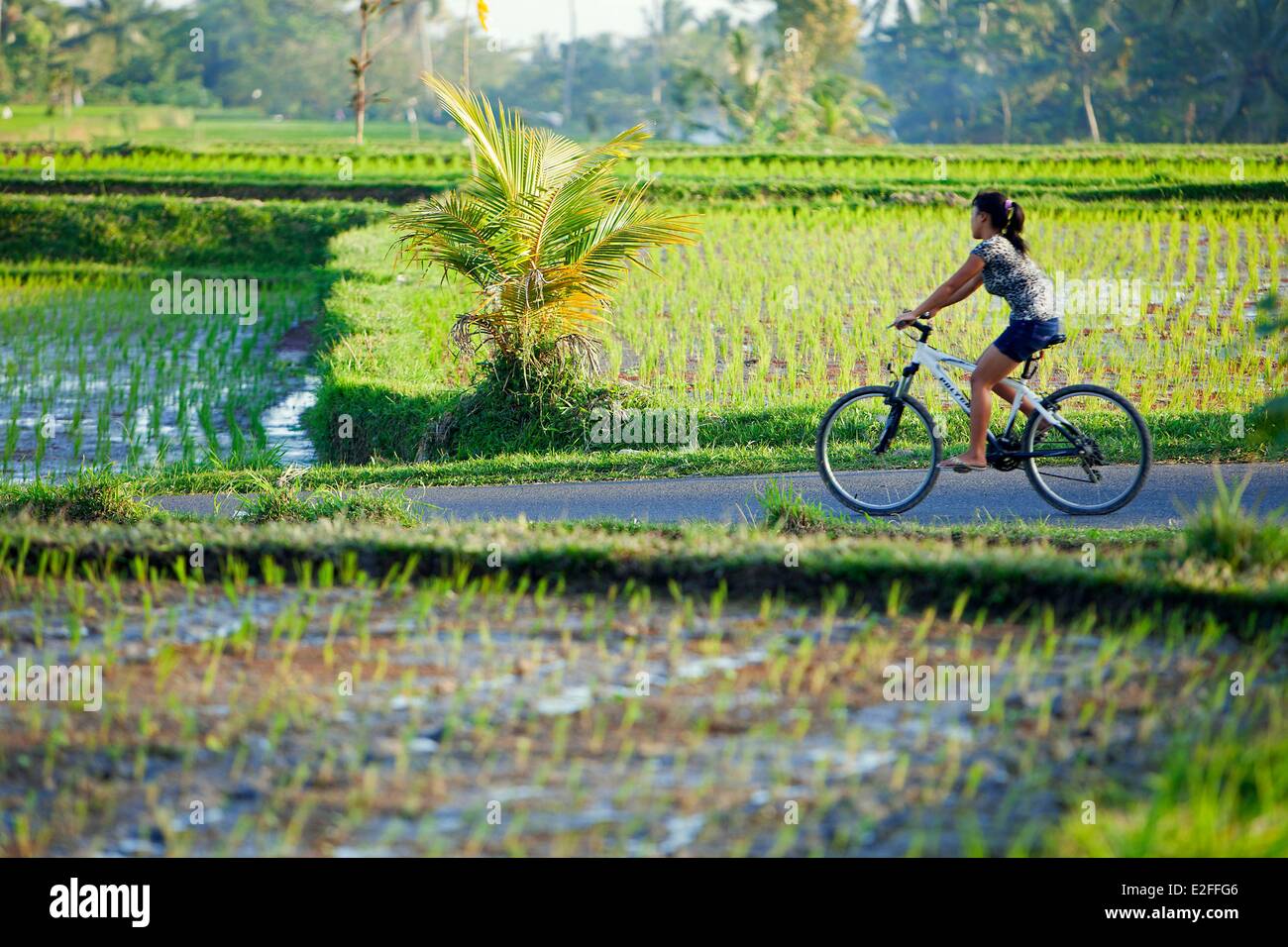 Indonesia, Bali, nei pressi di Ubud, Tegalalang Foto Stock