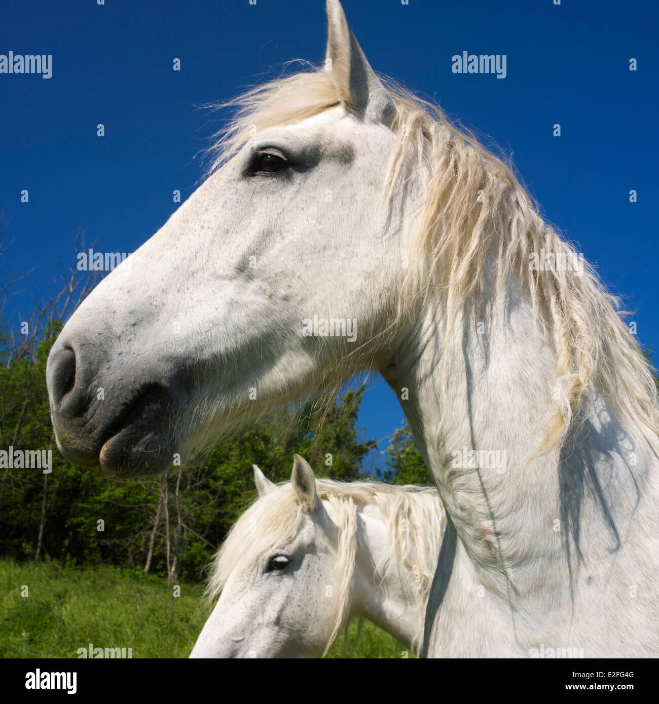 I cavalli bianchi in un campo in campagna in estate Foto Stock