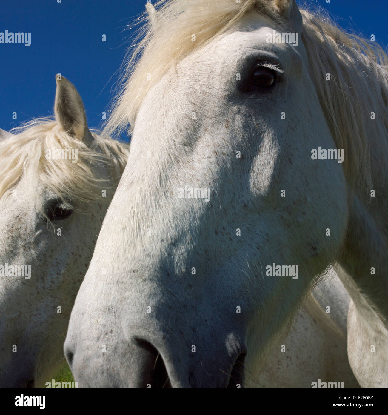 Cavallo bianco in un campo Foto Stock