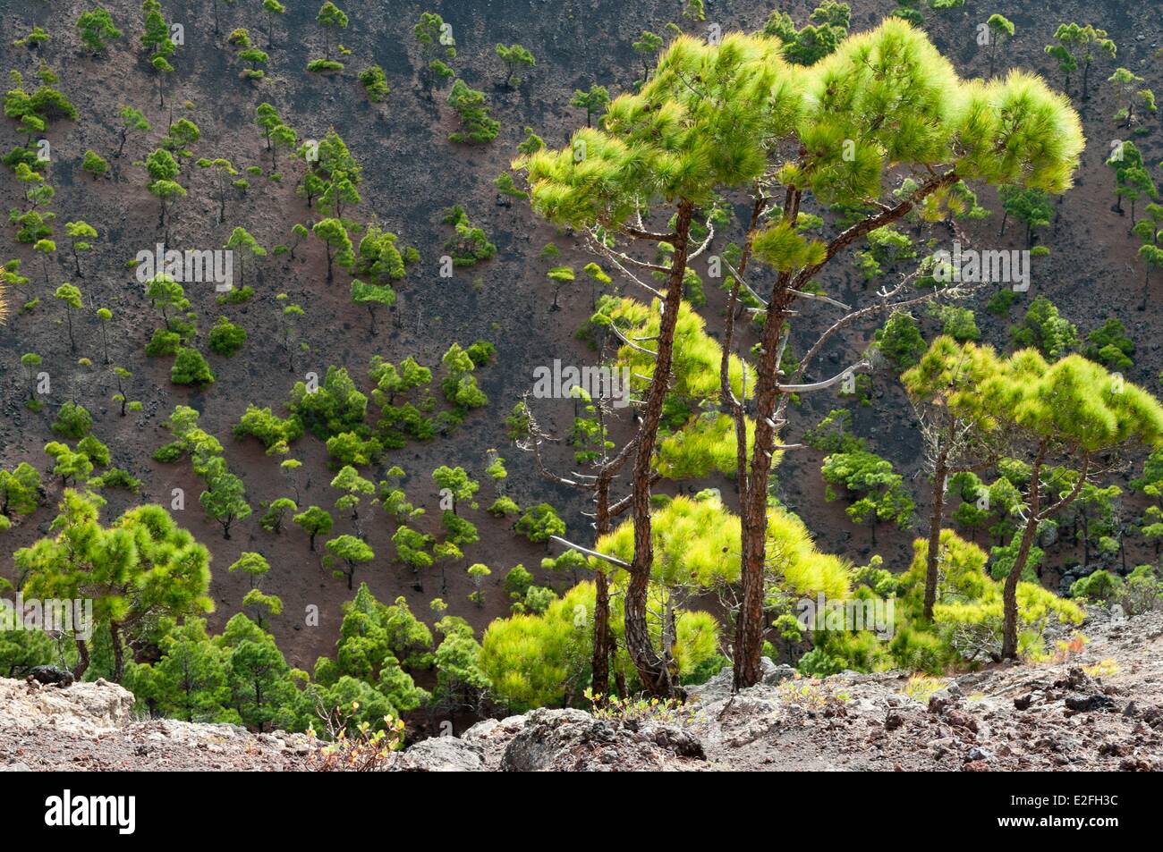 Spagna Isole Canarie La Palma, El Paso, Parco Nazionale de La Caldera de Taburiente, il cratere principale Foto Stock