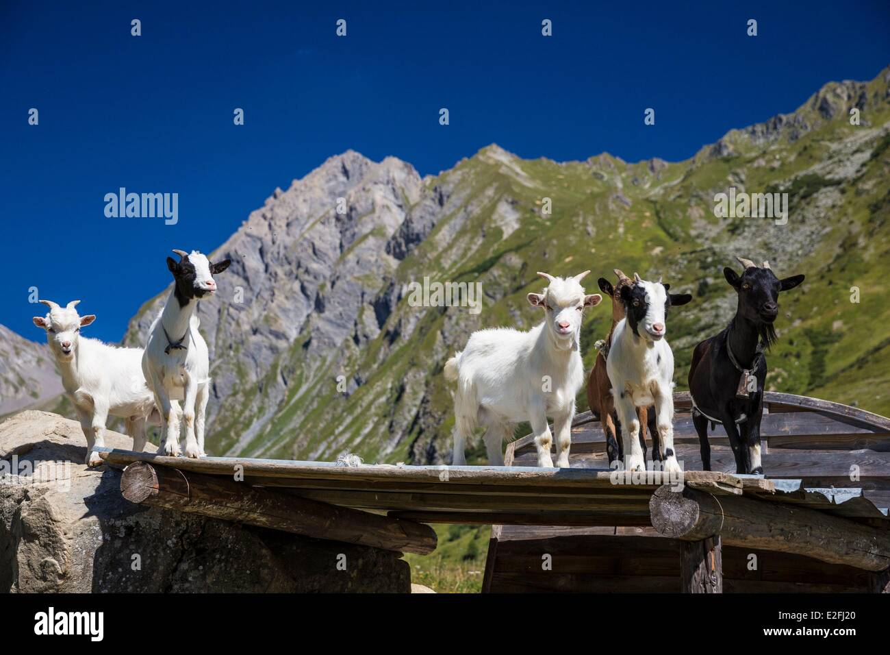 Francia, Savoie, Massiccio del Beaufortain, La Cote d'aime, pere, capre al bordo del sentiero escursionistico verso La Balme rifugio Foto Stock