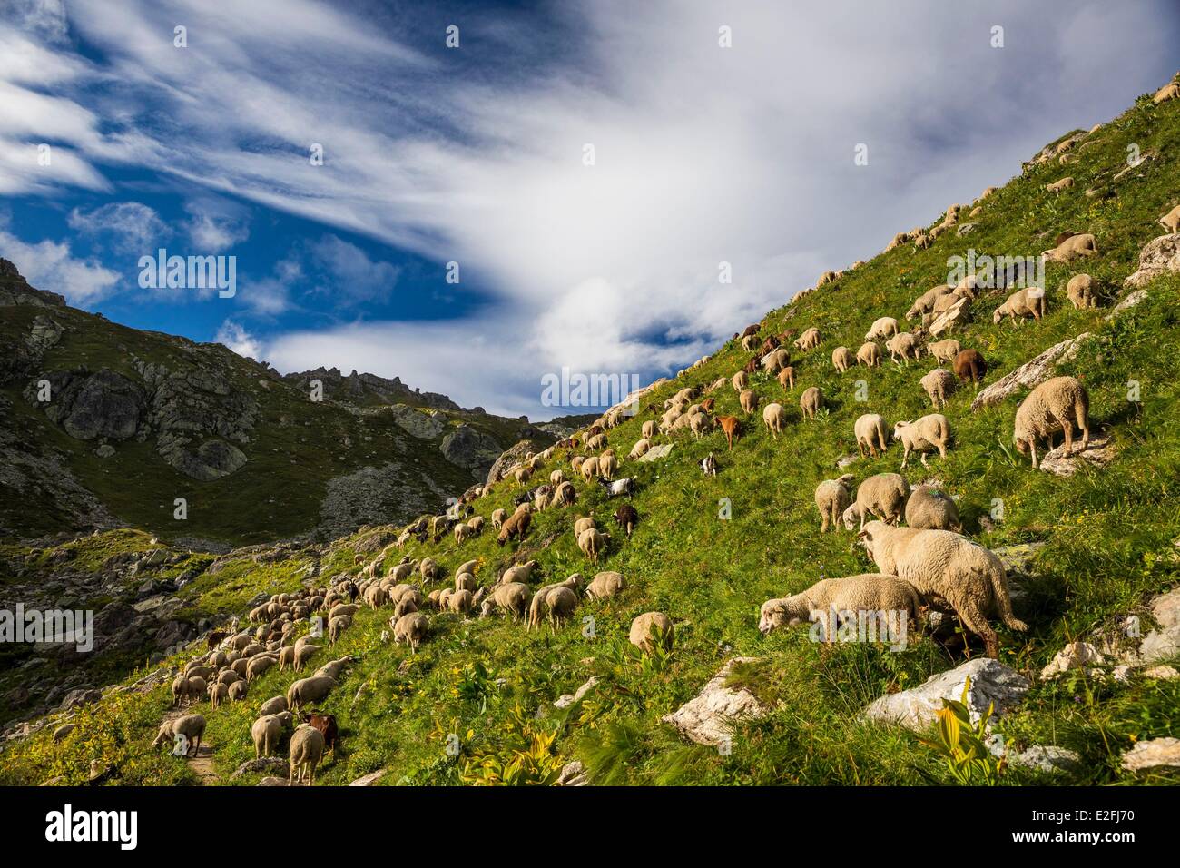 Francia, Savoie, Massiccio del Beaufortain, La Cote d'aime, allevamento di ovini e caprini in direzione del Rifugio Presset Foto Stock