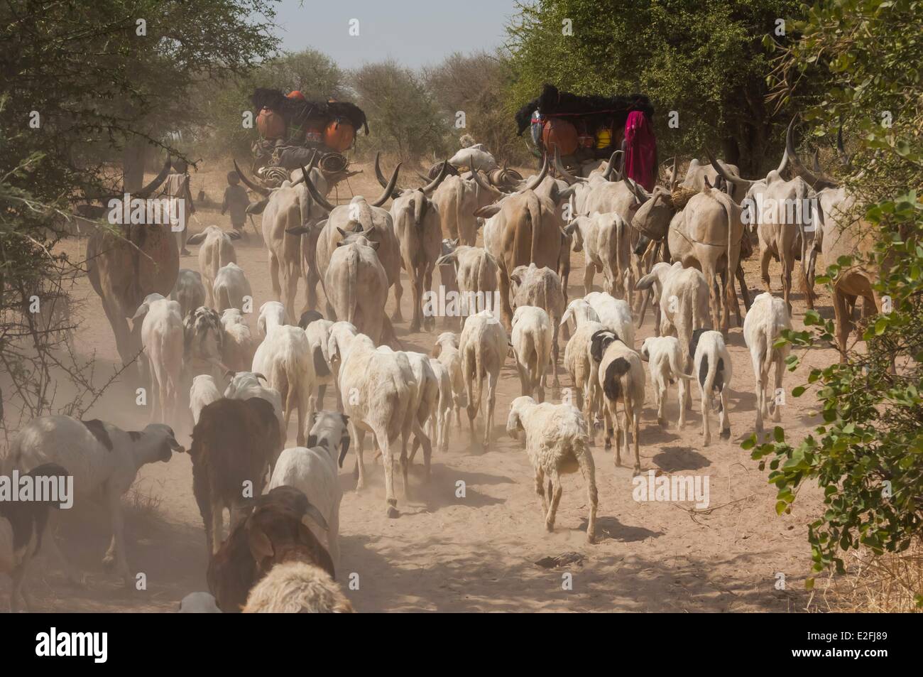 Il Ciad, il Sahel, Loumia savannah, migrazione di Fulani o Foulbe nomadi, con loro zebu Foto Stock