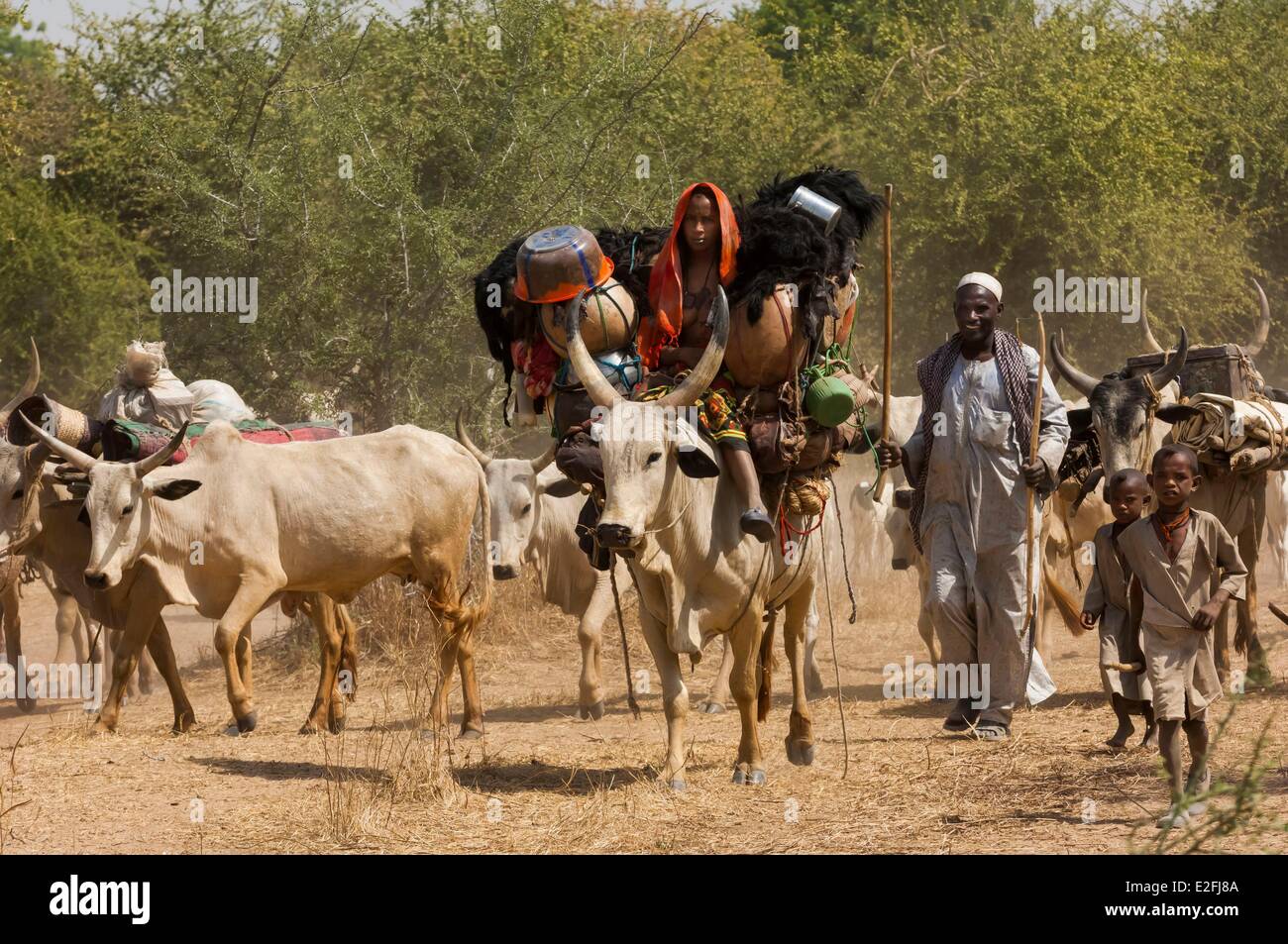 Il Ciad, il Sahel, Loumia savannah, migrazione di Fulani o Foulbe nomadi, con loro zebu Foto Stock