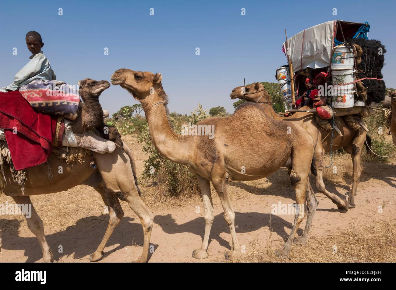 Il Ciad, il Sahel, Madoubou savannah, migrazione dei nomadi arabi, con i loro cammelli Foto Stock