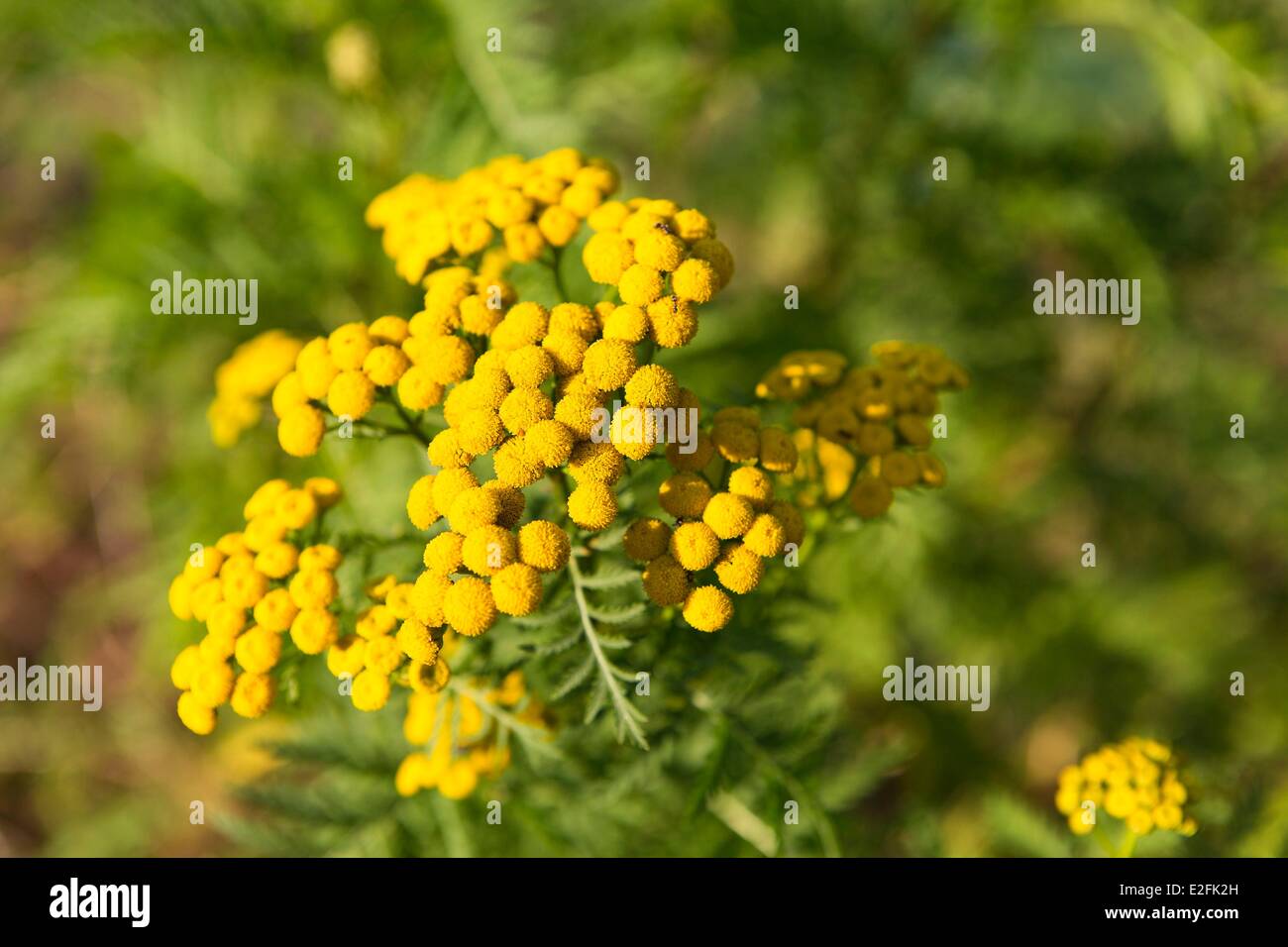 Francia, Seine et Marne, Vernou la Celle sur Seine, Graville castello, tansy (tanacetum vulgare) nel giardino vegetale Foto Stock