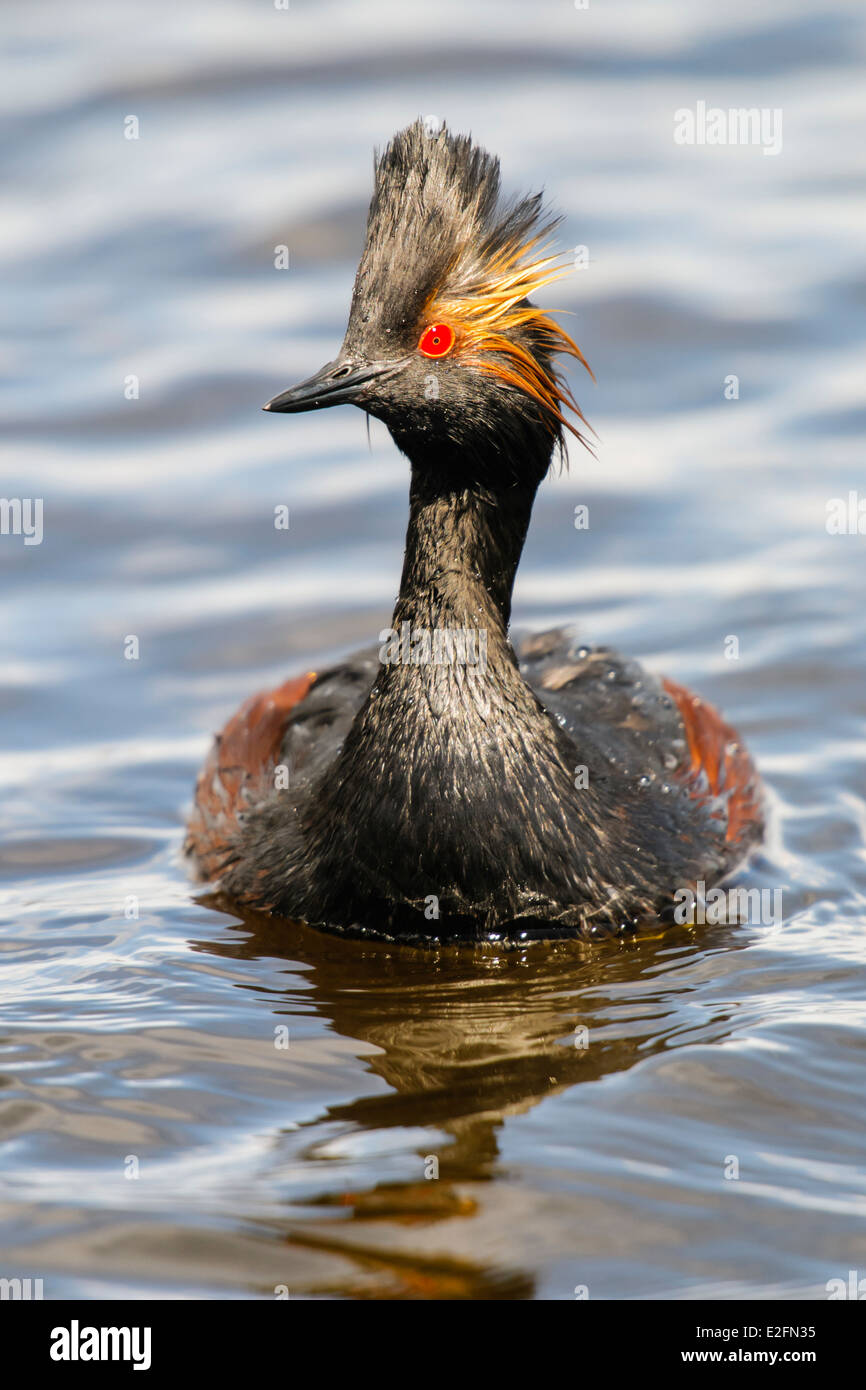 Eared Grebe in una prateria di stagno Foto Stock