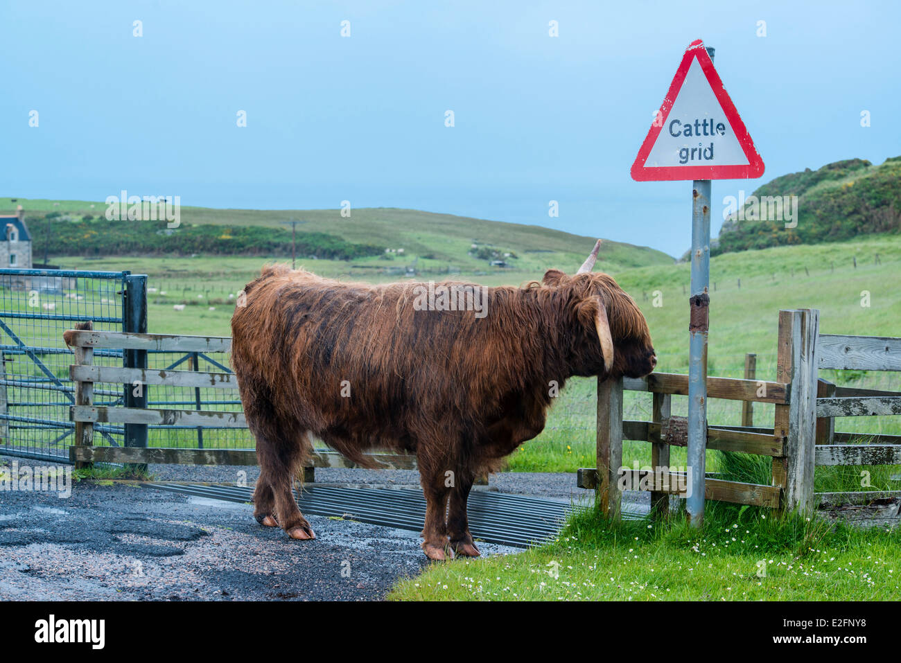 Highland scozzesi bovini Foto Stock