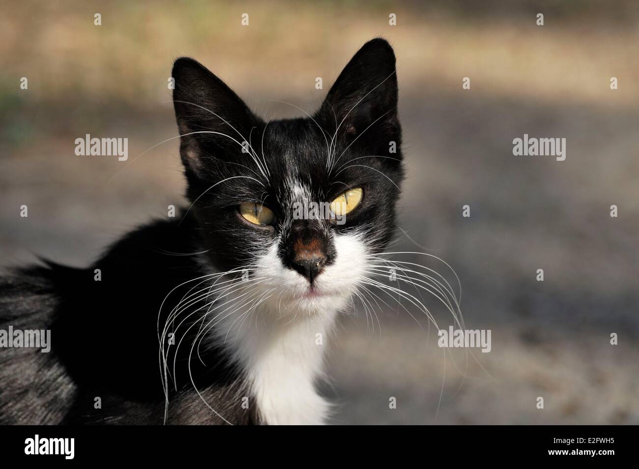 Cipro Limassol District Akrotiri monastero di Saint Nicolas des Chats look di un gatto Foto Stock