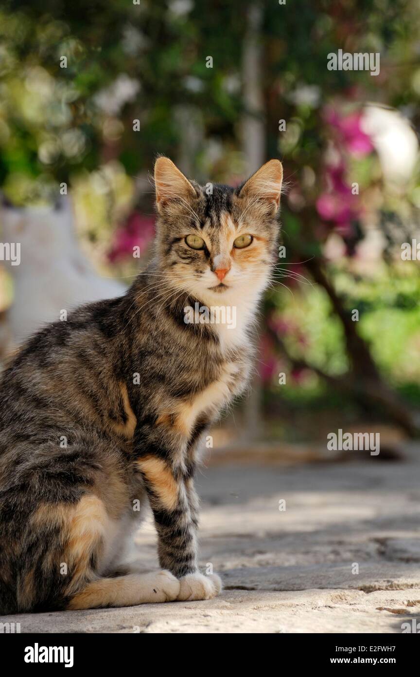 Cipro Limassol District Akrotiri monastero di Saint Nicolas des Chats seduta cat Foto Stock