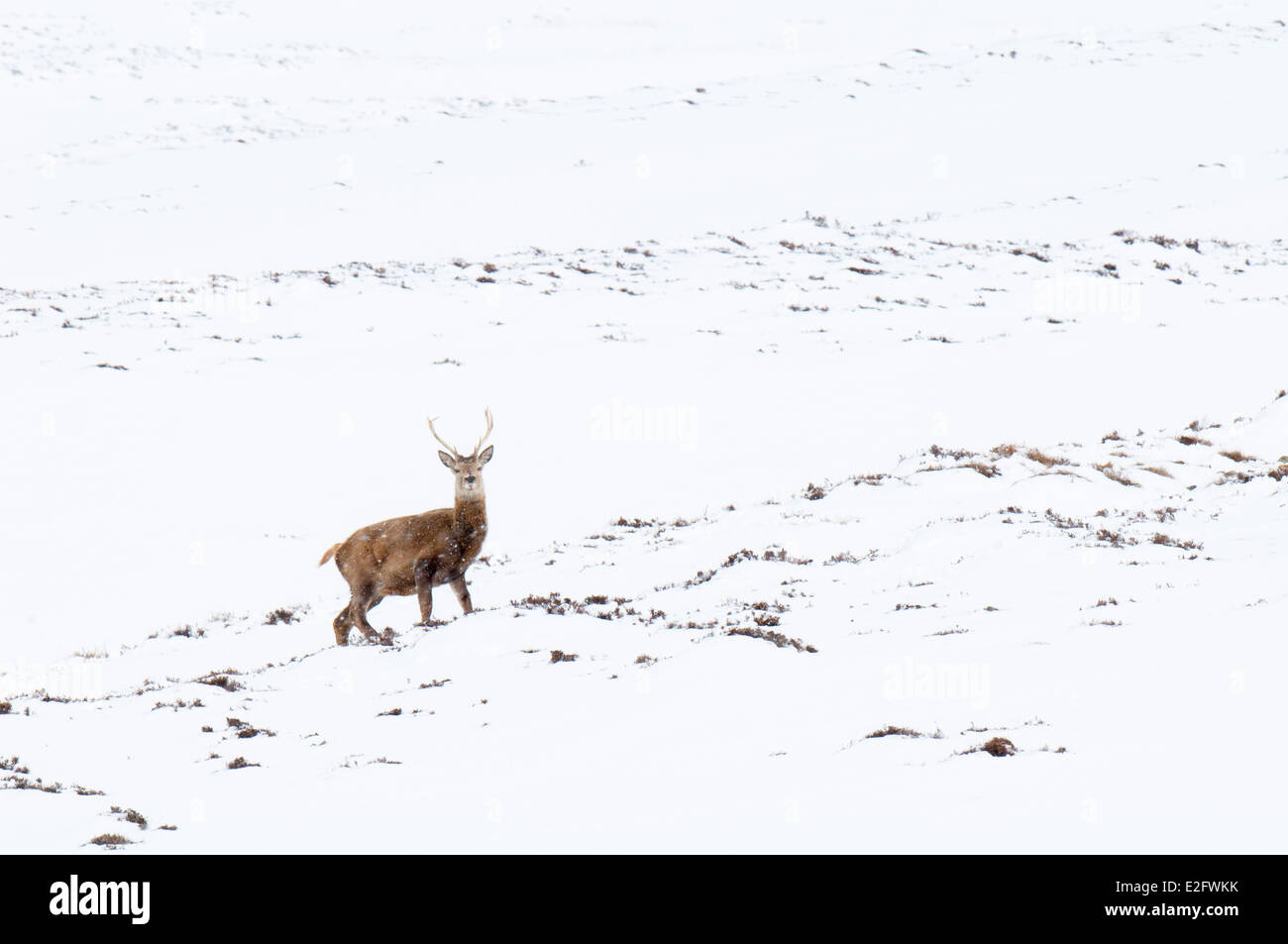 Un cervo (Cervus elaphus) feste di addio al celibato a piedi attraverso una doccia di neve su una coperta di neve montagna nel Parco Nazionale di Cairngorms Foto Stock