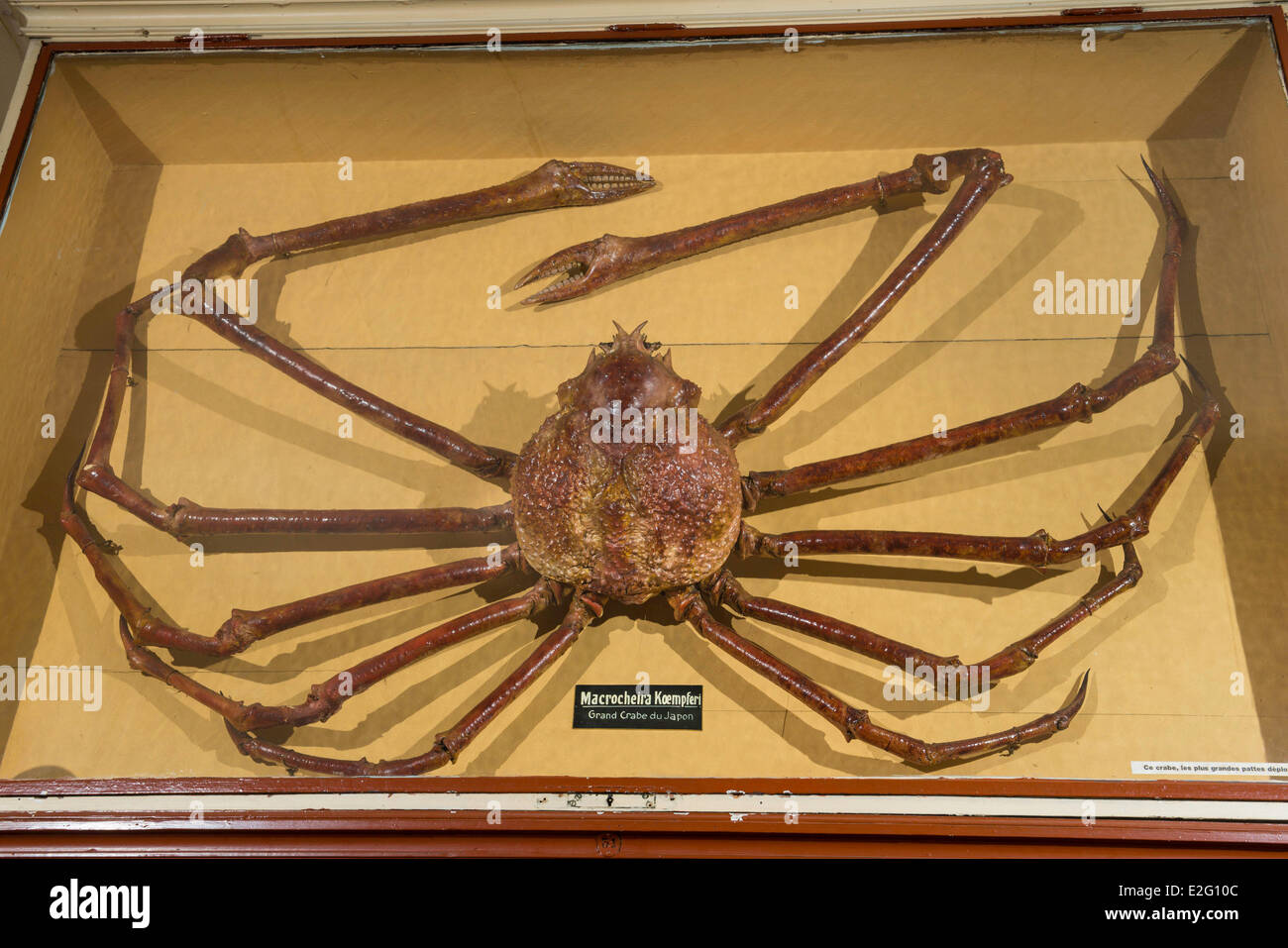 Francia Seine Maritime Rouen Museo di Storia Naturale giapponese ripiene grancevola (macrocheira kaempferil) Foto Stock