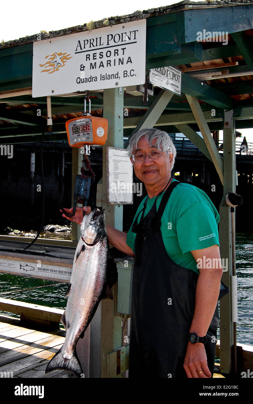 Asian pescatore di pesatura Salmone Chinook aprile punto Lodge Quadra Island BC Foto Stock