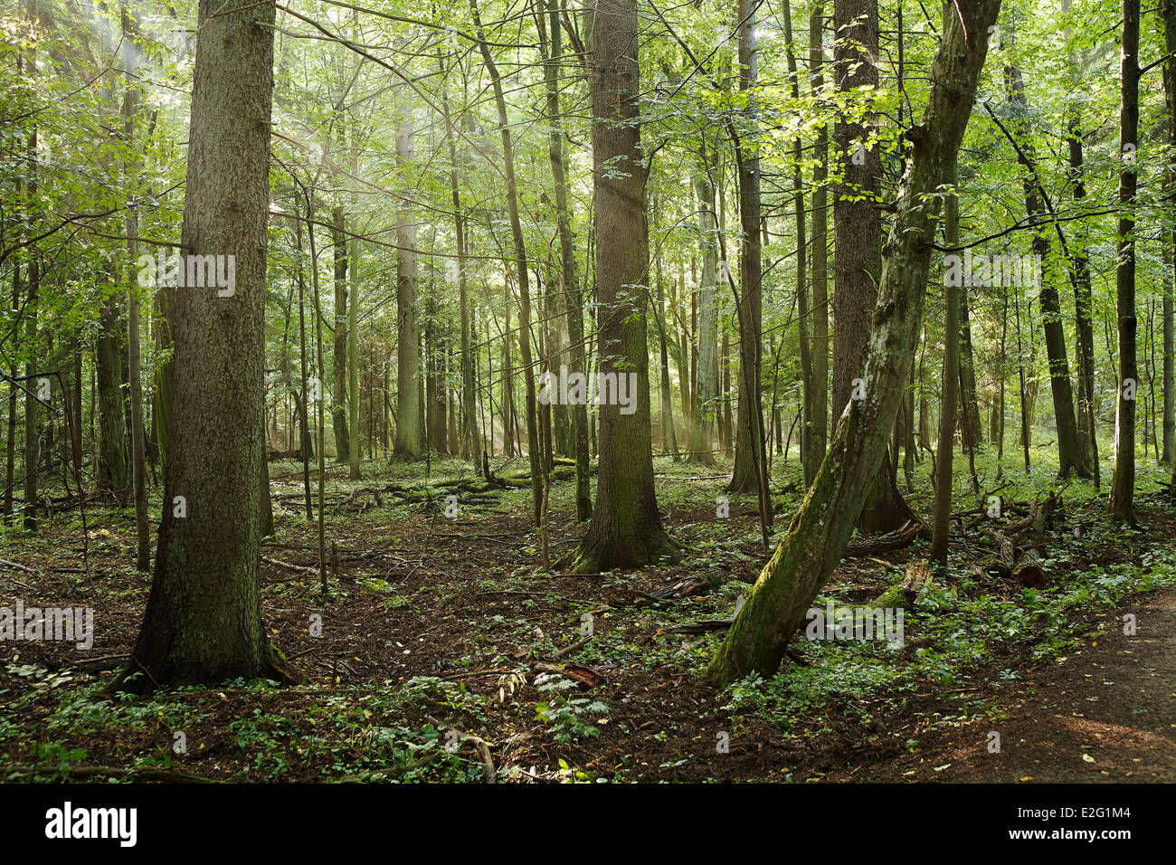 La Polonia Podlaskie Bialowieza National Park sono classificati come patrimonio mondiale dall' UNESCO Foto Stock
